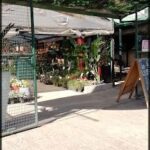 there is a man standing under a canopy in a garden