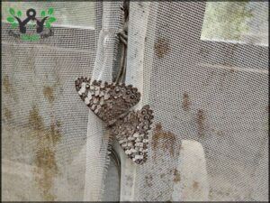 there is a moth that is sitting on the side of a window