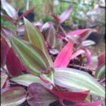 there is a person holding a potted plant with purple and green leaves