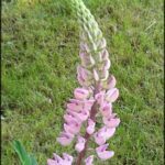 there is a pink flower that is growing in the grass