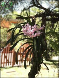 there is a pink flower that is growing on a tree