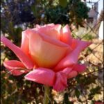 there is a pink rose that is blooming in the garden