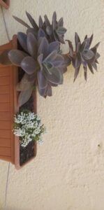 there is a plant that is growing in a pot on the wall