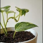 there is a plant that is growing out of a pot