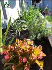 there is a plant that is in the middle of a flower bed