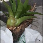 there is a plant that is sitting in a bag on the ground