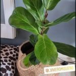 there is a plant that is sitting in a basket on the floor