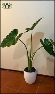 there is a plant that is sitting in a pot on the floor