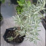there is a plant that is sitting in a pot on the ground