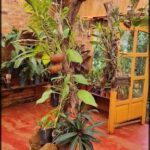 there is a potted plant in a hanging planter on the floor