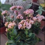 there is a potted plant with pink flowers on a wooden table