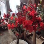 there is a potted plant with red flowers in it