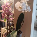 there is a potted plant with white flowers on a glass table