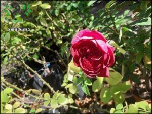 there is a red rose that is growing in a pot