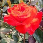 there is a red rose that is growing in the garden