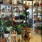 there is a room with a lot of plants and a dog