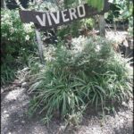 there is a sign that says vieveru in front of a bush