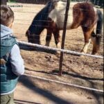 there is a small boy standing next to a fence with a horse