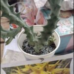 there is a small cactus plant in a pot on a table