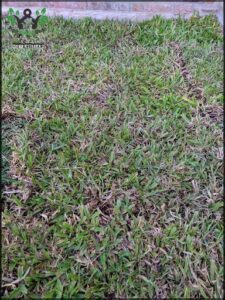 there is a small dog that is sitting in the grass