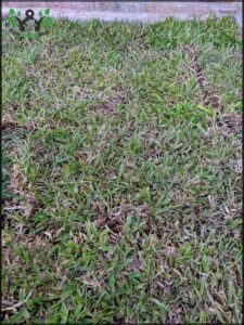 there is a small dog that is sitting in the grass