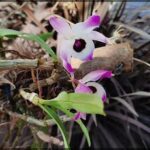 there is a small flower that is growing on a tree