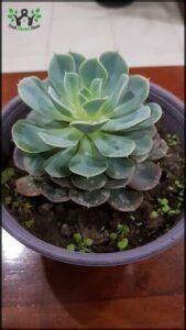 there is a small plant in a blue bowl on a table