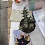 there is a small plant that is sitting on a table