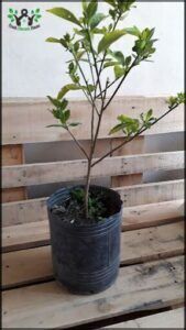 there is a small tree in a pot on a wooden pallet