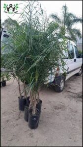 there is a truck parked next to a palm tree in a lot