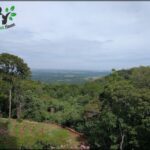 there is a view of a lush green forest with a hill in the distance