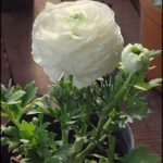 there is a white flower in a pot on a table