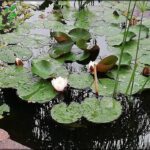 there is a white flower in the middle of a pond