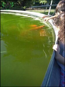 there is a woman and a child looking at a fish in a pond