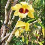 there is a yellow flower that is growing on a tree