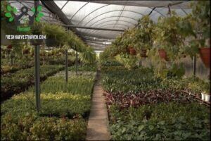 Top Garden