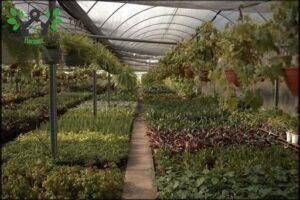 Top Garden