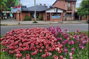 Tulipanes Patagonia