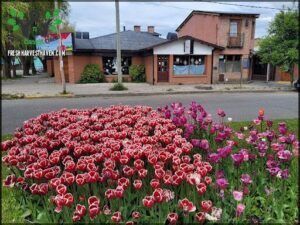 Tulipanes Patagonia
