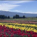 Tulipas em 16/10/2024