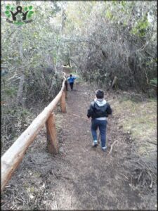 Two boys are running down a dirt path in the woods, enjoying the outdoors.