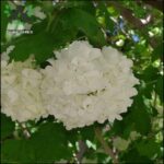 Two white flowers hang from a tree branch.