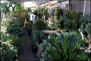 Urban Green Nursery