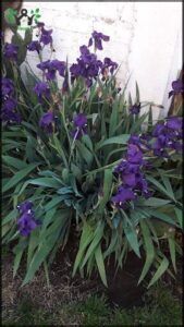 Vivero Alto Dorrego 2