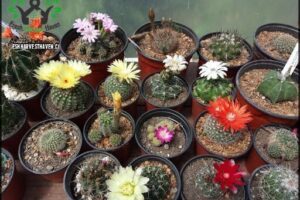 Vivero Amaranto Cactus Y Suculentas