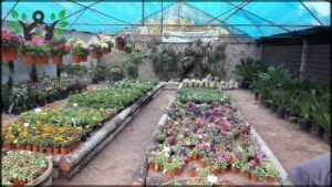 Vivero Arabia