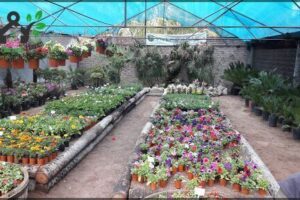 Vivero Arabia