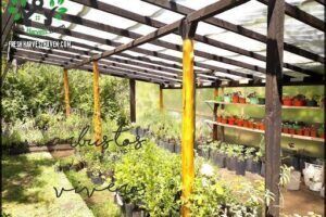 Vivero Arbustos