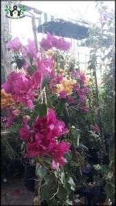 Vivero Argüello 0