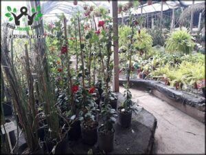 Vivero Argüello 1